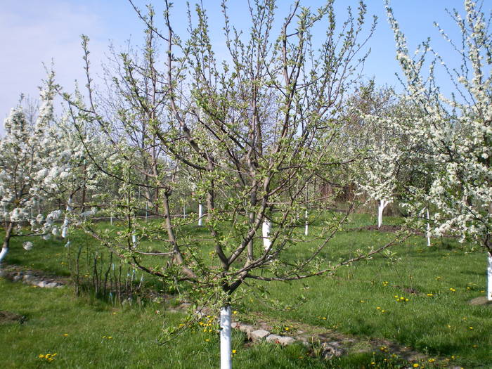 SANY0452 - gradina in ziua de Paste-2009