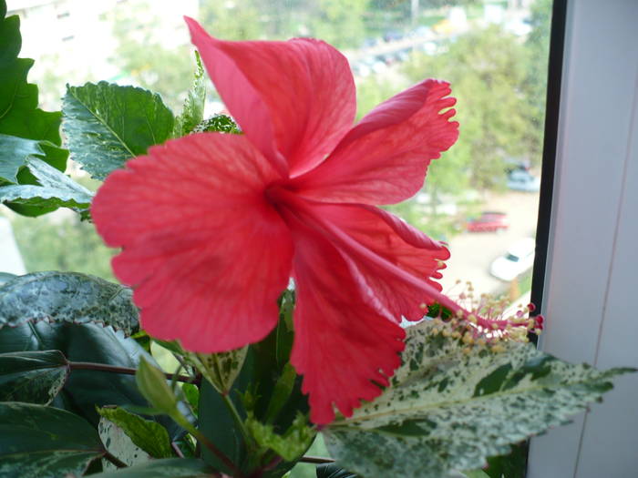 P1140748 - HIBISCUSI