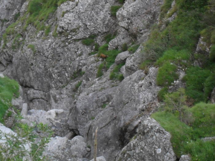 SDC10107 - Valea Caraiman-Bucegi