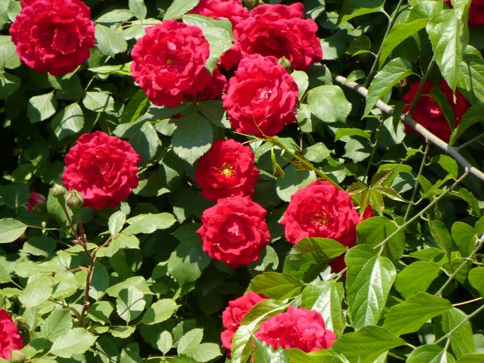 P1010843 - Gradina Botanica mai 2008