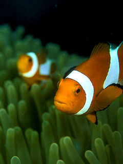 sgd1139557087.55322 - Mobile Wallpapers