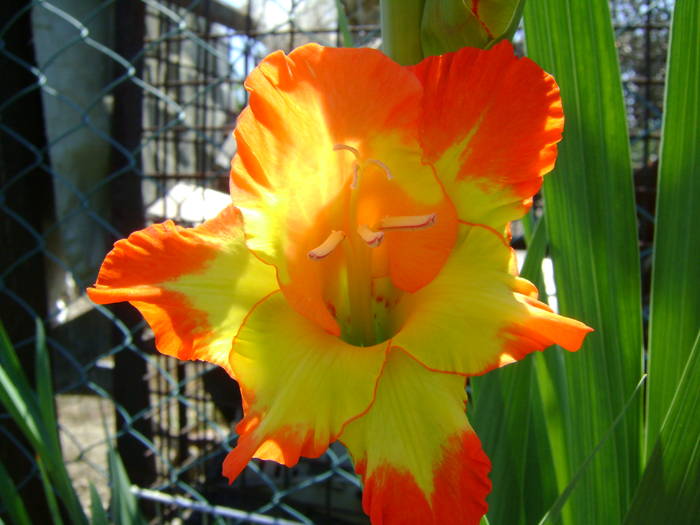 DSC01915 - gladiole