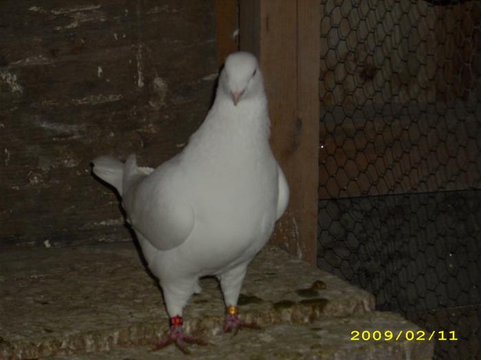 mascul 2008 - nastase