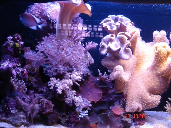 589 Israel - Eilat - The Observatory Marine Park - 2008 ISRAEL NOIEMBRIE