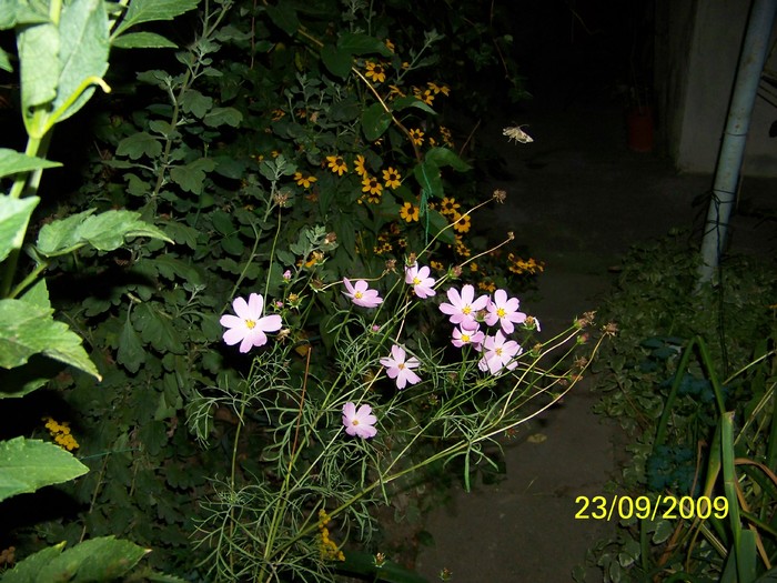 100_1878 - Toamna in curte  Timisoara