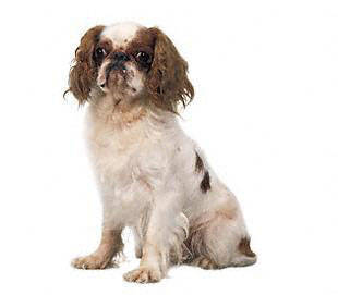 english_toy_spaniel