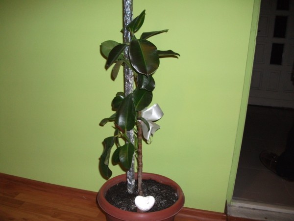 ficus - Ficusi