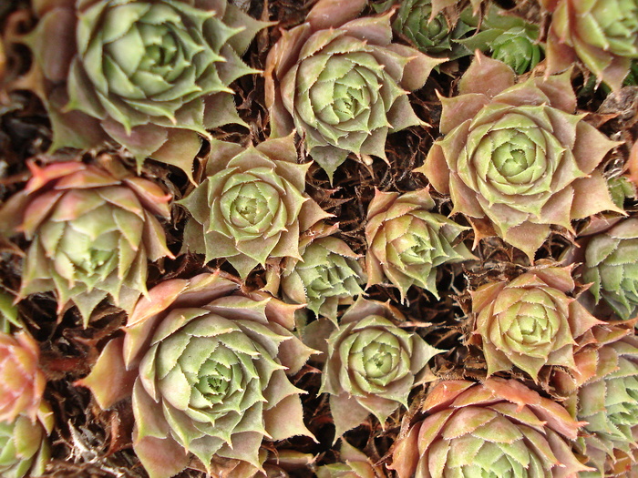 242 - Sempervivum