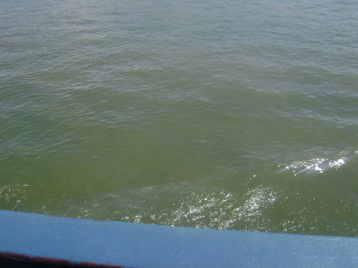 excursie delta dunarii 5062009 055 - EXCURSIE  in DELTA