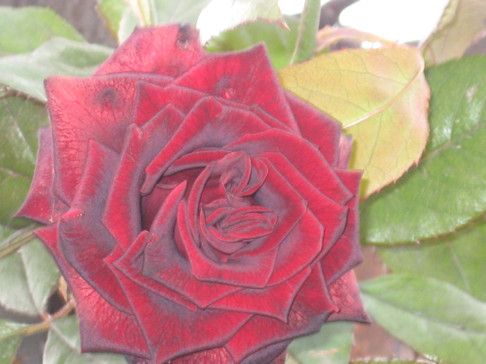 IMG_2503; trandafir catifelat
