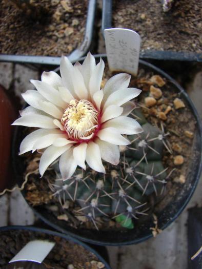 Gymnocalycium achirasense - Cactusi la Mangalia