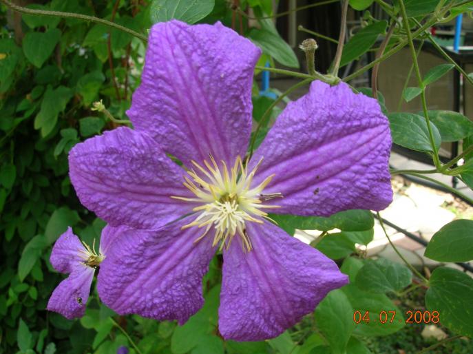 DSCN0643 - flori in iulie