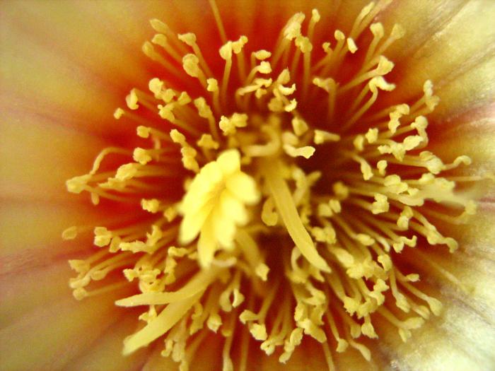 Astro.myriostigma hb.-detaliu floare