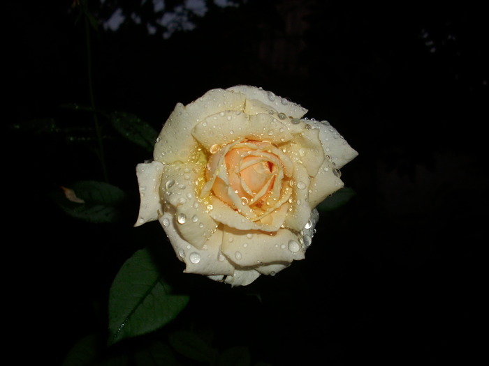 DSCI0542 - trandafiri si diverse