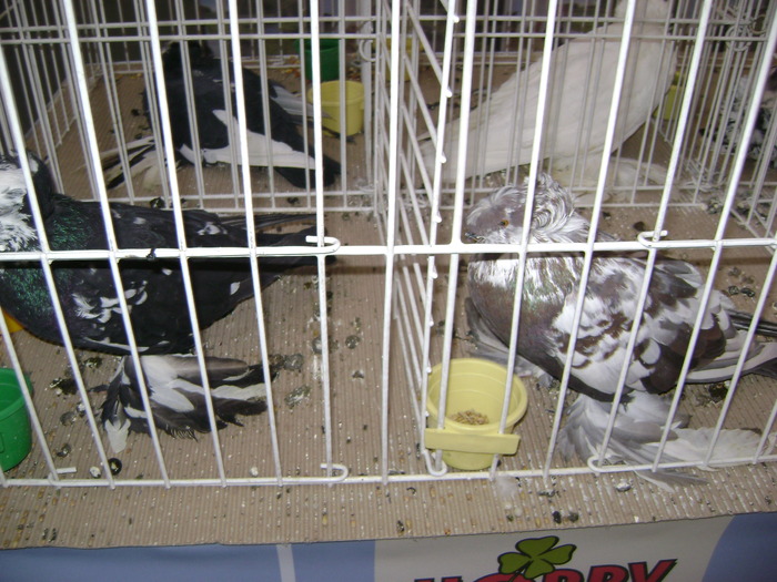 DSC07873 - Expozitie BIstrita 20 12 2009