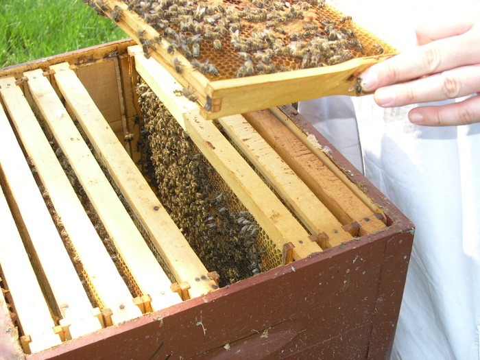 P4071947 - Majevic profesional apicultor