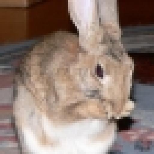 2005315115829lapin1