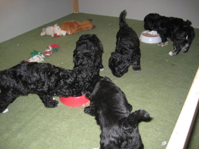 Dupa 37 zile - Cateii