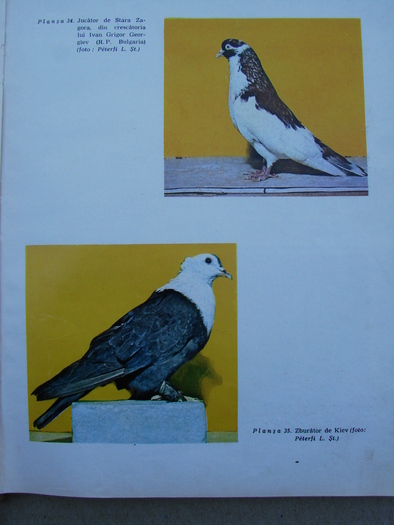 cresterea porumbeilor-peterfi 288 - Carti despre Porumbei - - Books about Pigeons
