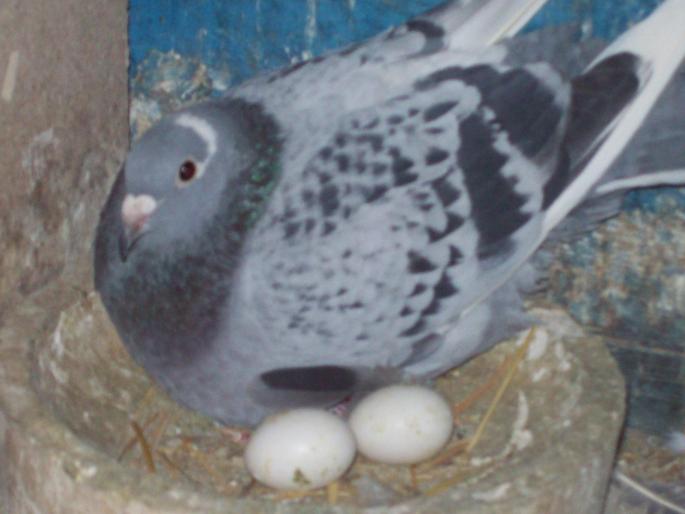 100_0038 - porumbei matca 2008