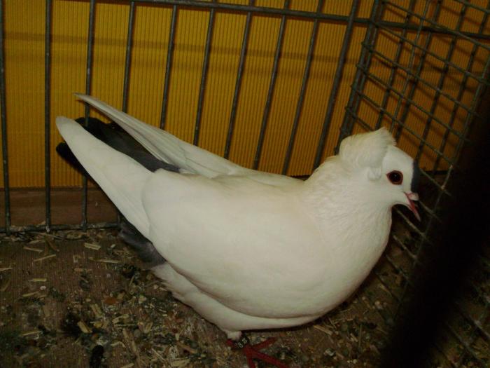 10293 suddeutsche schnippen 0 10293 suddeutsche schnippen 0