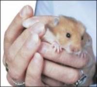 Hamsterul pufos 3 - Hamsteri pufosi