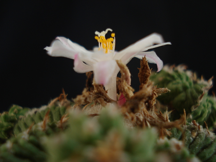 Aztekium ritterii