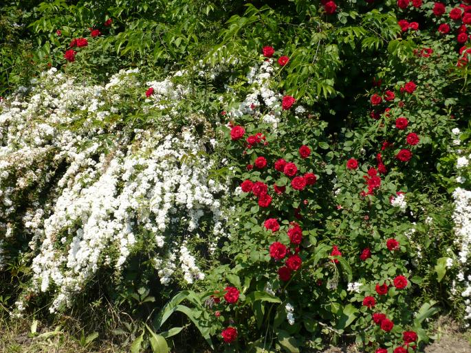 P1010848 - Gradina Botanica mai 2008