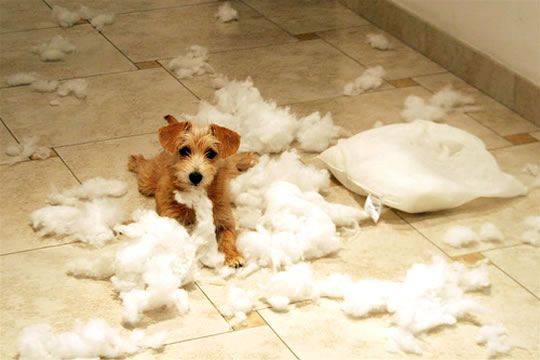 When Pillows Attack - funny animals