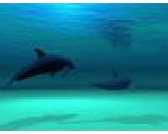 44c9107eab157f85bb7ff271e91c6ecb - animale si flori