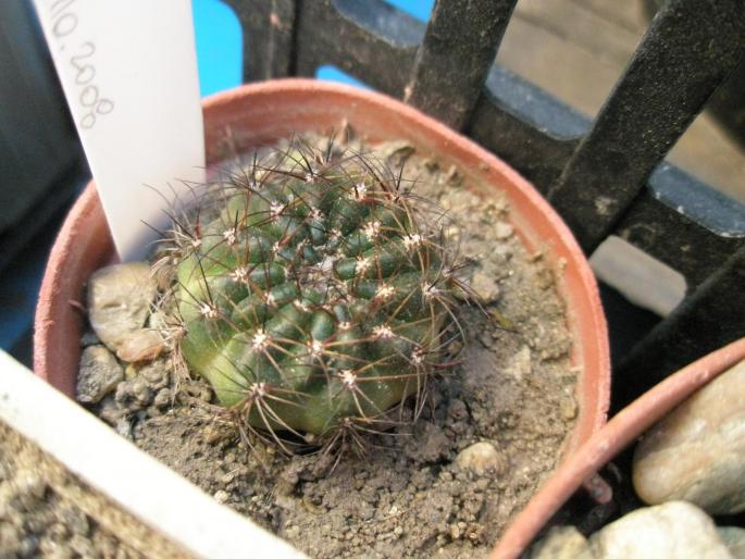 Sulcorebutia - spini negrii - CACTUSI - ANUL 2008