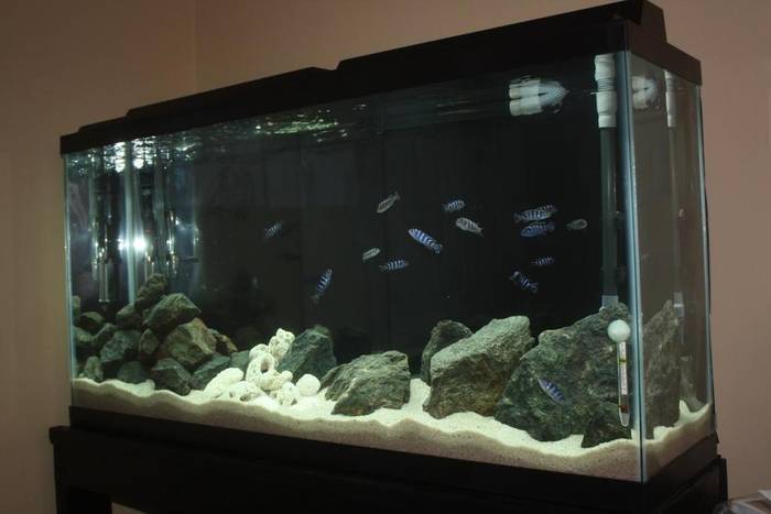 PSJAULFNOJYIQPJULPC - Pentru ciclide africane