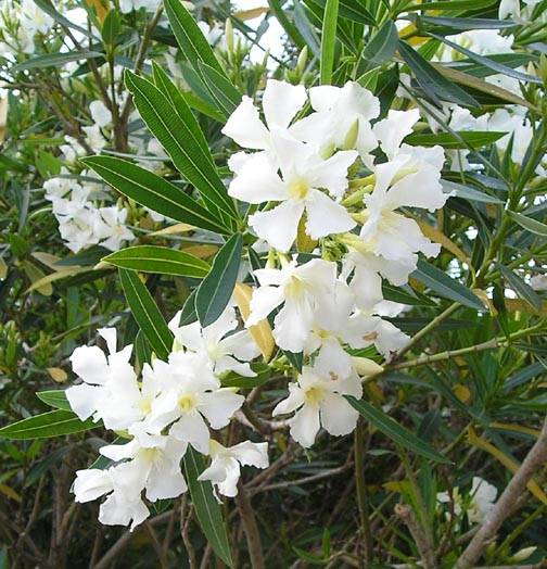 oleander - Leandru