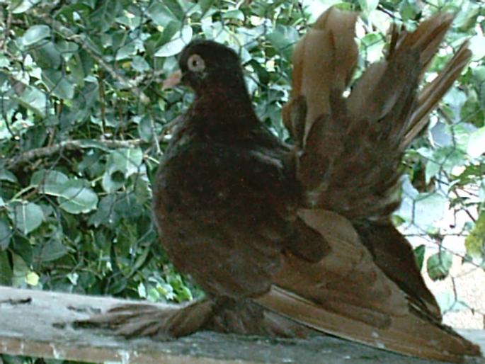 IMAG0082 - O zi de vara pt porumbei-     --a day of summer for pigeons