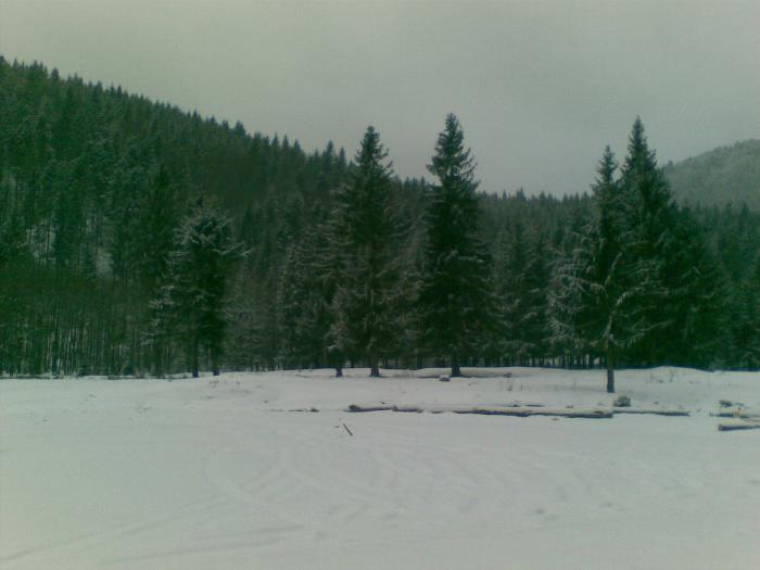 17012009(001) - vanatoare padure