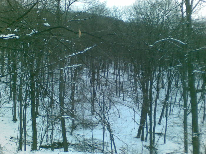 15022009(002) - vanatoare padure