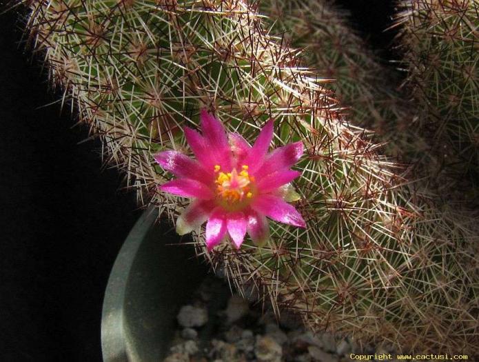 mammillaria_viperina_080516 - Cactusi care m-au impresionat prin frumusete