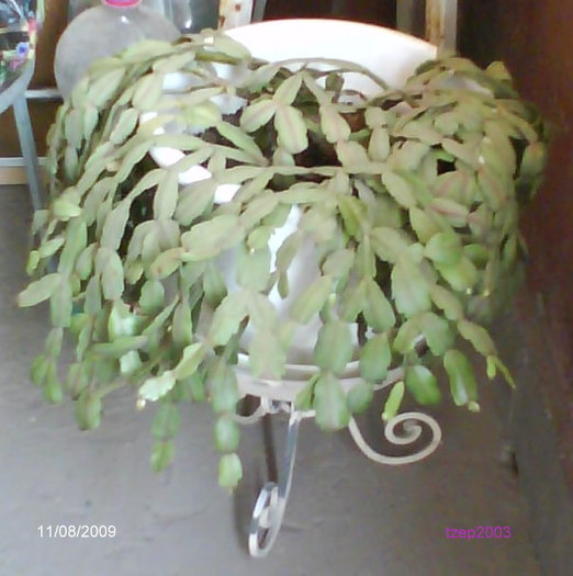 DSC00210 - Flori 2009