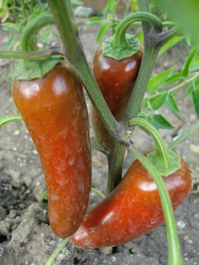 Hot Jalapenos (2009, August 04)