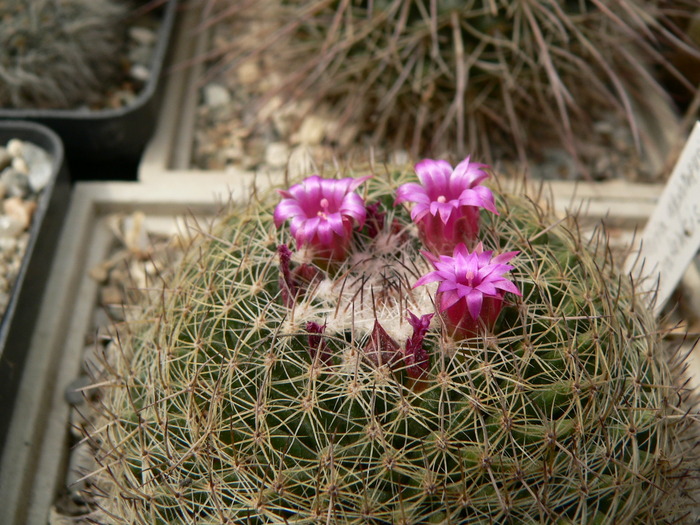 mammillaria_apamensis_v.pratensis