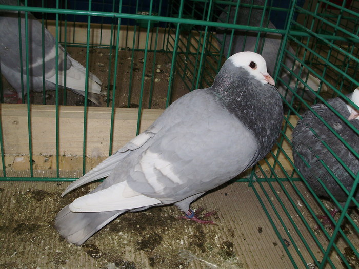 8940 s 1 - 1507 partea 3b