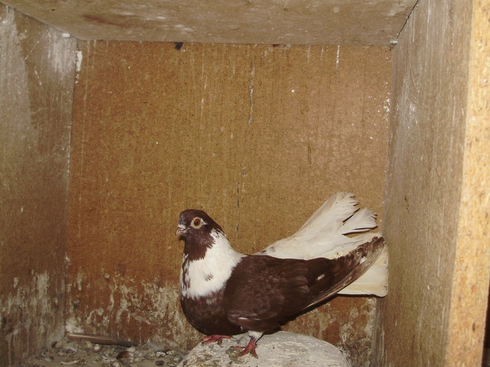 P9061432 - 1709 Marian Anghel