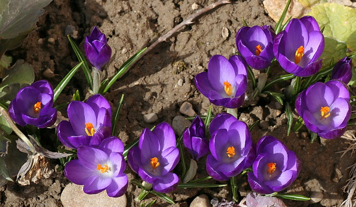 Violaceus - zz Crocus