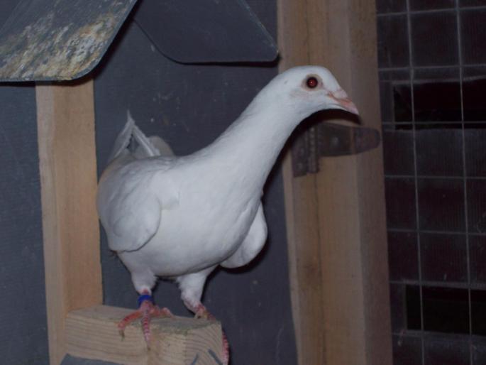 poze 265 - porumbei albi-nunti si ornament