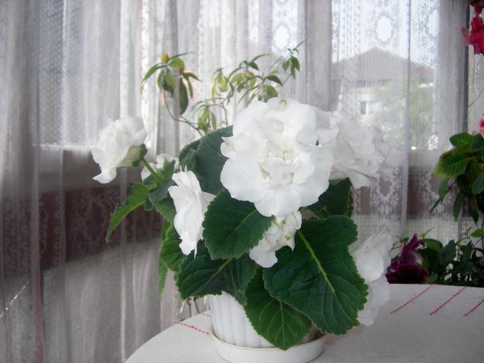 Gloxinie alba dubla