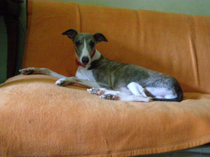 whippet DARIUS