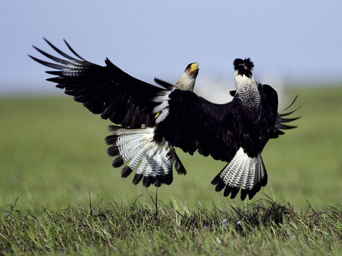 Crested Caracaras Fighting, Llanos, Venezuela - Wallpapers Premium