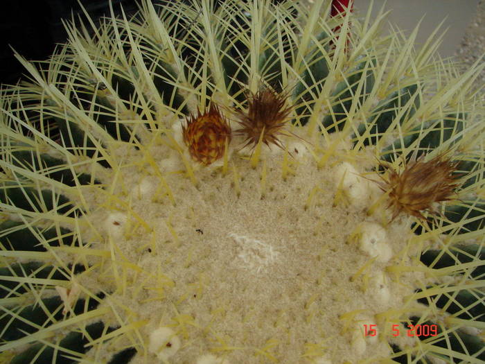DSC05725