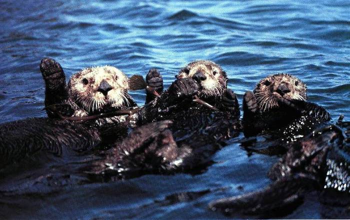 OTTERS