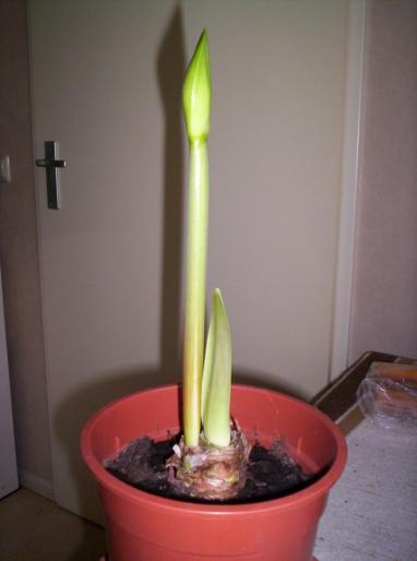 Amaryllis bakker 30 cm 16 noi 2007 (2 - hippeastrum - amaryllis